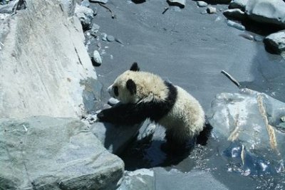 След панды (2009)