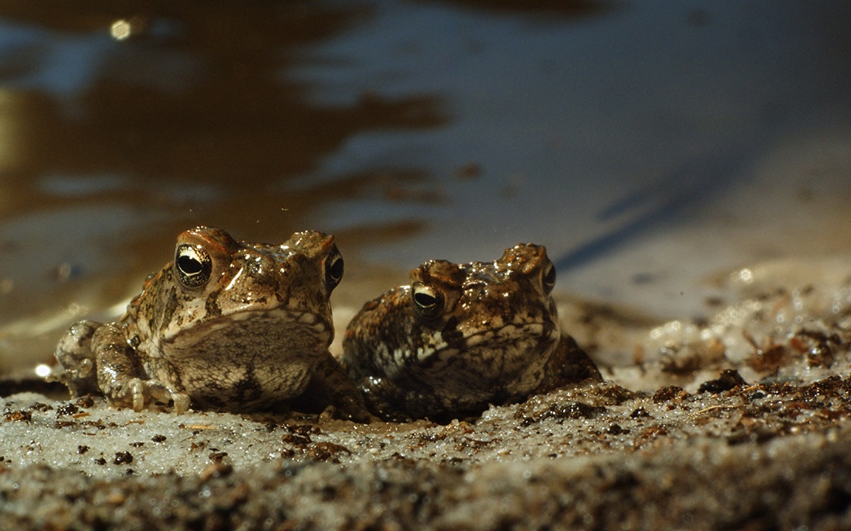 Кадры из Тростниковые жабы: Оккупация (2010)
