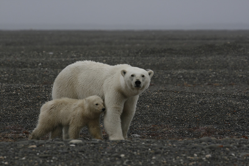Кадры из Россия — царство тигров, медведей и вулканов (2011)