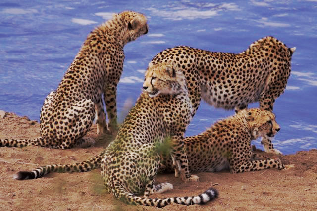 Кадры из Африканские кошки: Королевство смелых (2011)