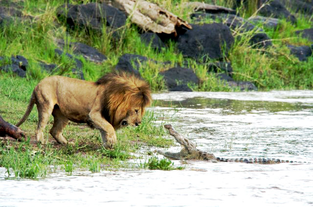 Кадры из Африканские кошки: Королевство смелых (2011)
