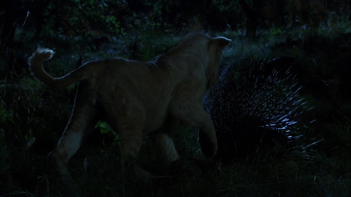 Белый лев (2010)