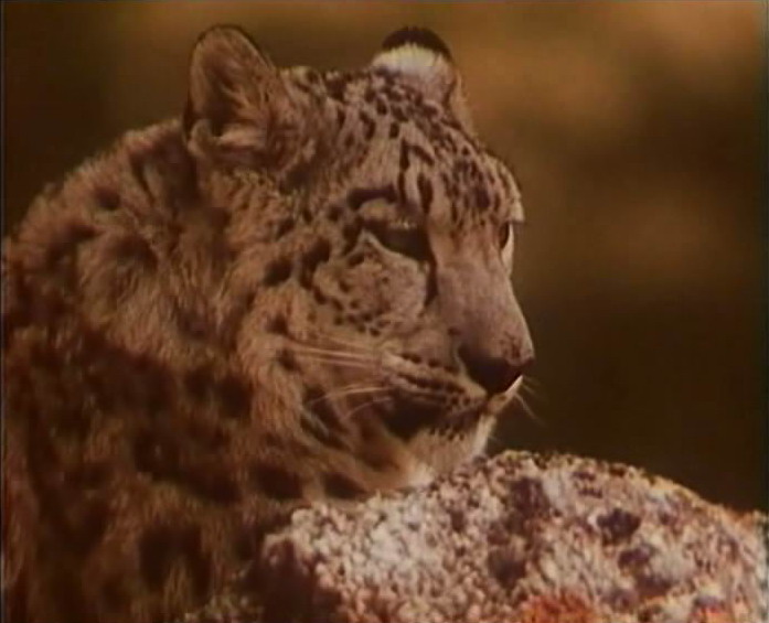 Кадры из Тигр снегов (1987)