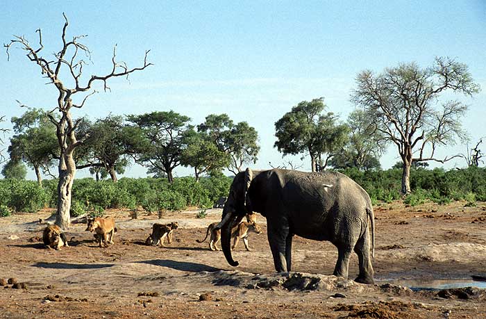 Кадры из BBC: Планета Земля (2006)