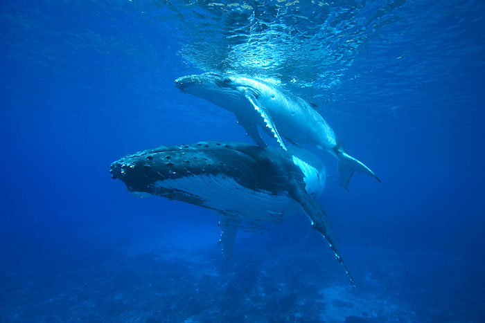 Кадры из BBC: Планета Земля (2006)