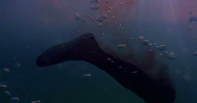 Кадры из Акула в Венеции (2008)