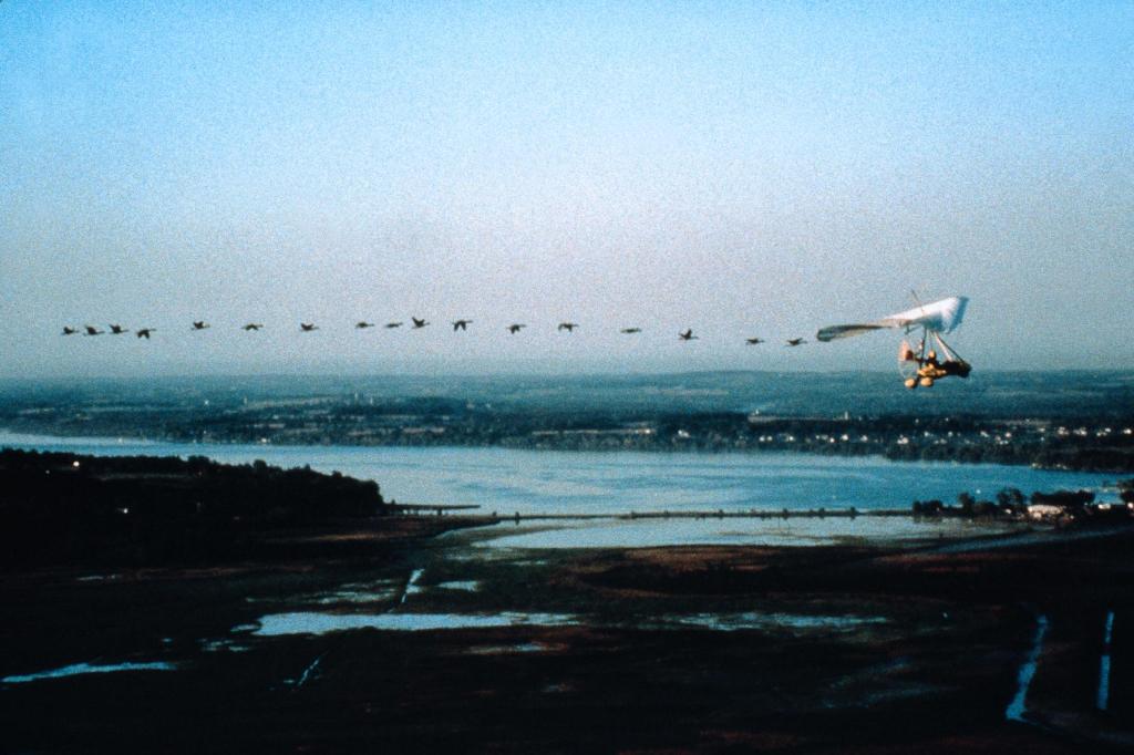 Летите домой (1996)