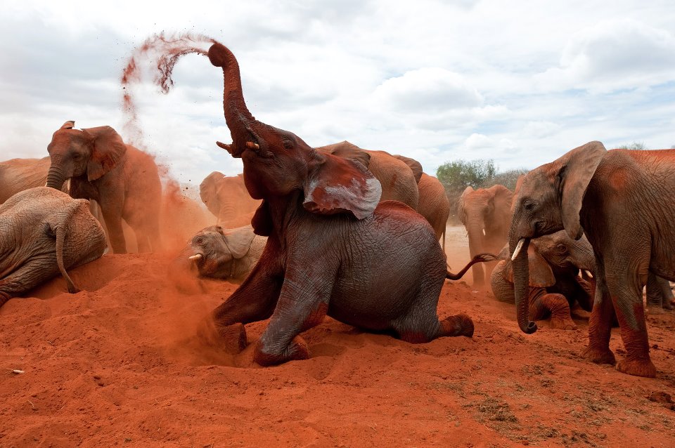 Кадры из Рожденные на воле (2011)