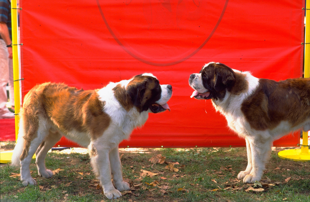 Кадры из Бетховен 4 (2001)