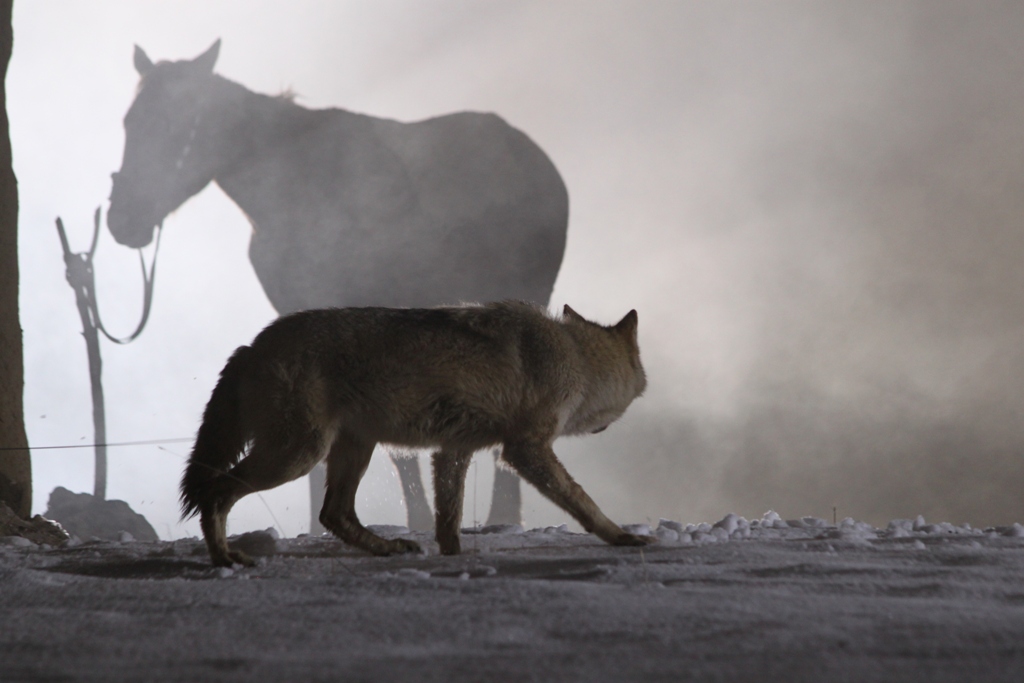 Кадры из Старик / Шал (2012)