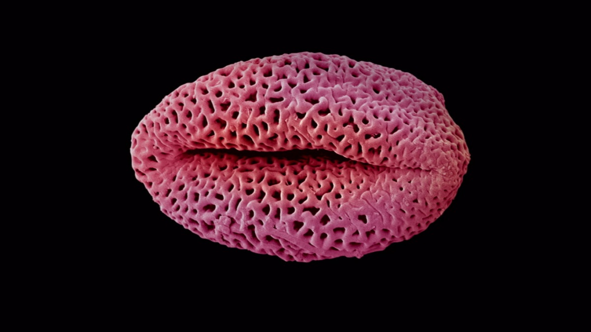 Кадры из В королевстве растений (2012)