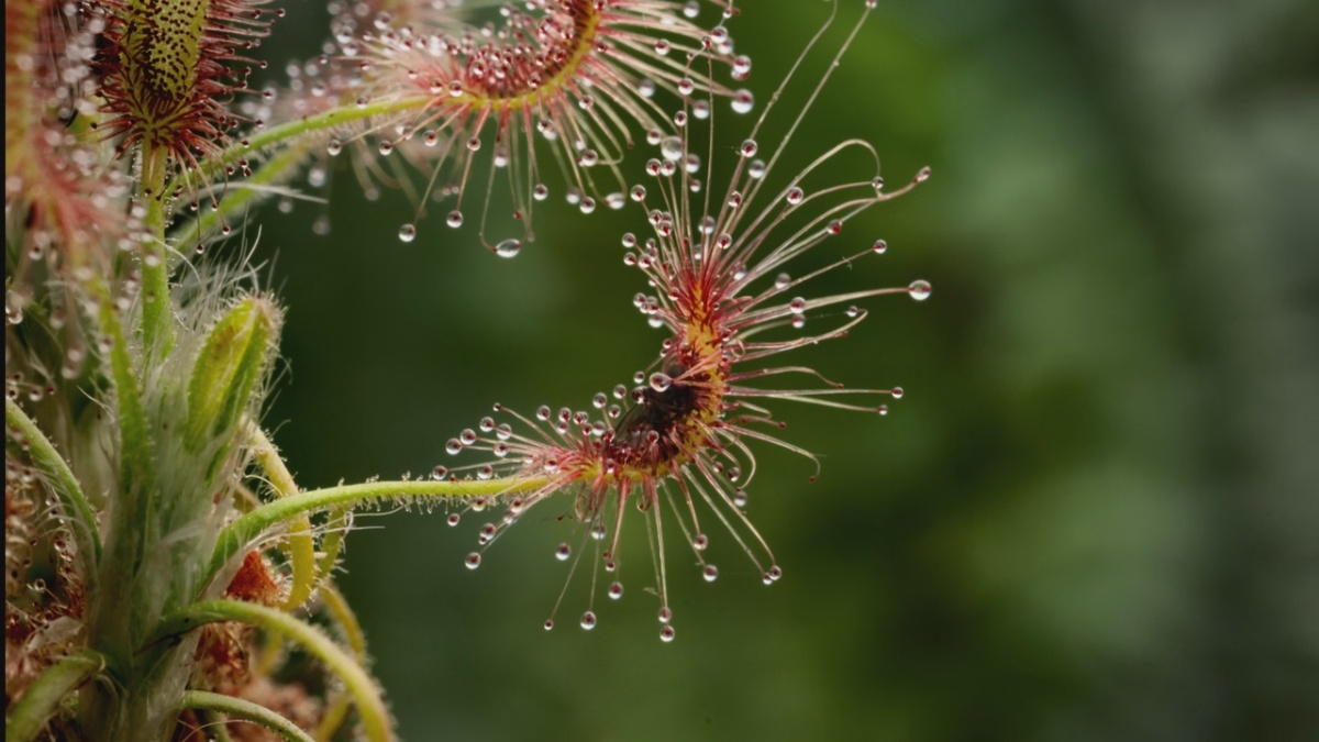 Кадры из В королевстве растений (2012)