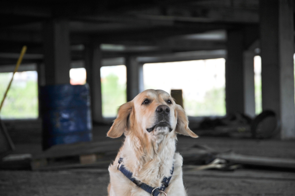 Кадры из Собачья работа (2013)