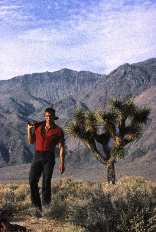 Дерево Джошуа (1993)