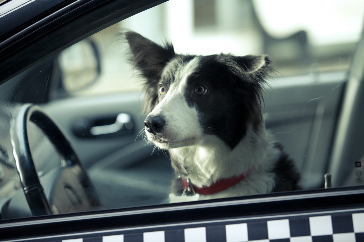 Кадры из Ёлки лохматые (2015)