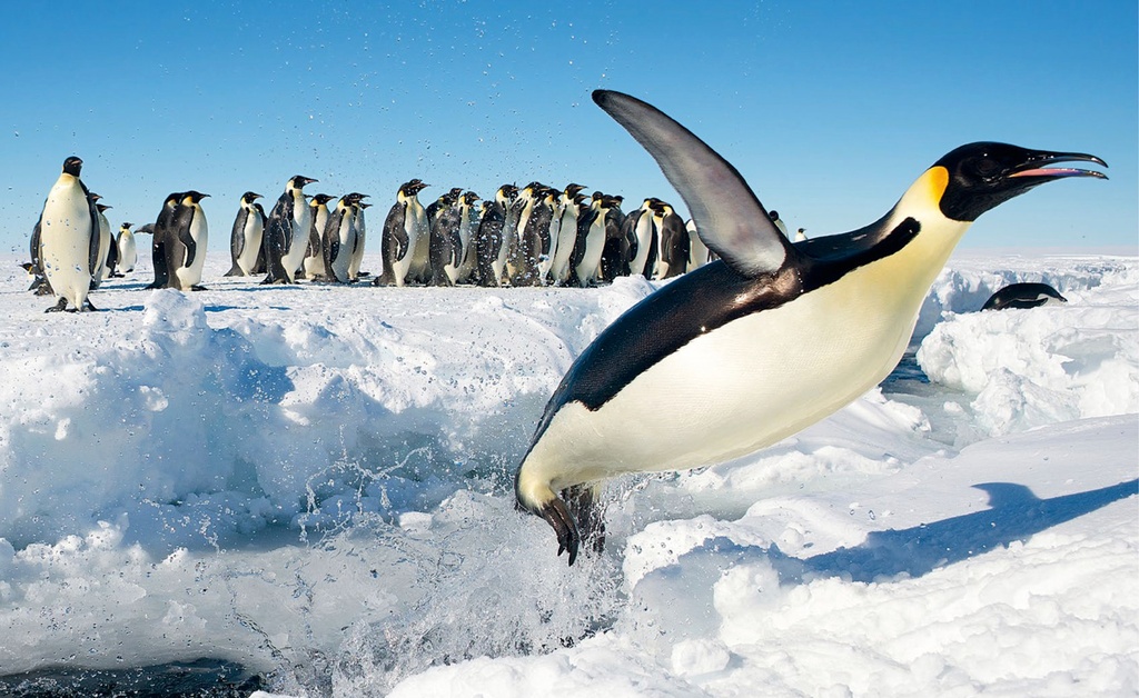 Кадры из Лёд и небо (2015)