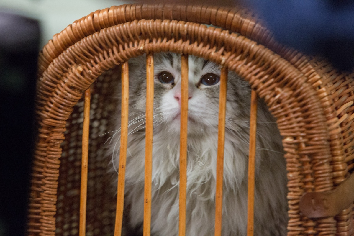 Кадры из Девять жизней (2016)