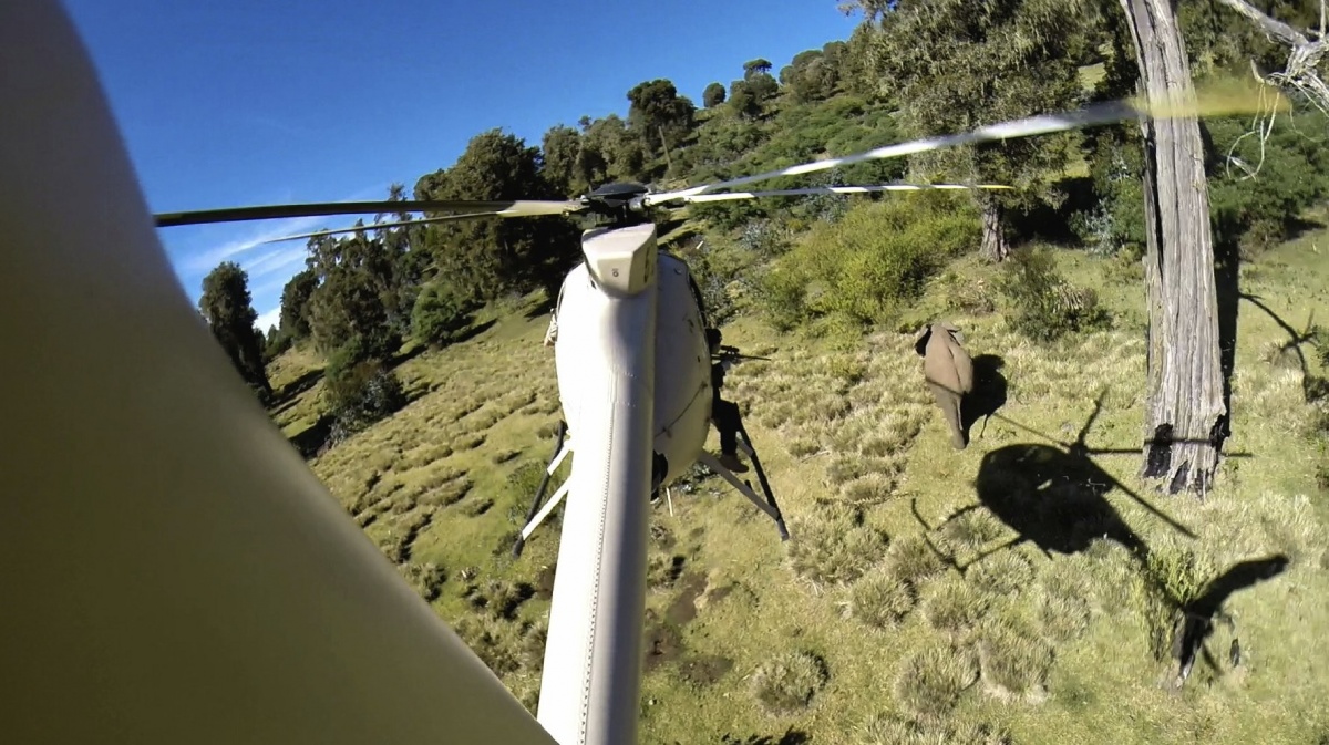 Игра цвета слоновой кости (2016) Игра цвета слоновой кости (2016)