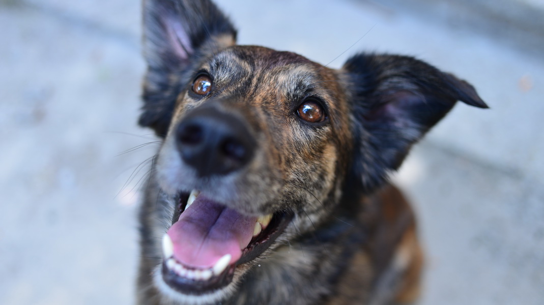 Кадры из Воспитание и выгул собак и мужчин (2017)