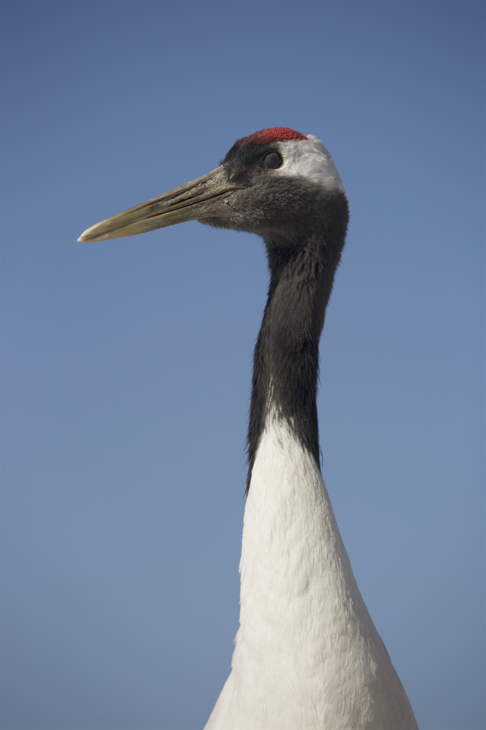 Кадры из BBC. Земля: Один потрясающий день (2017)