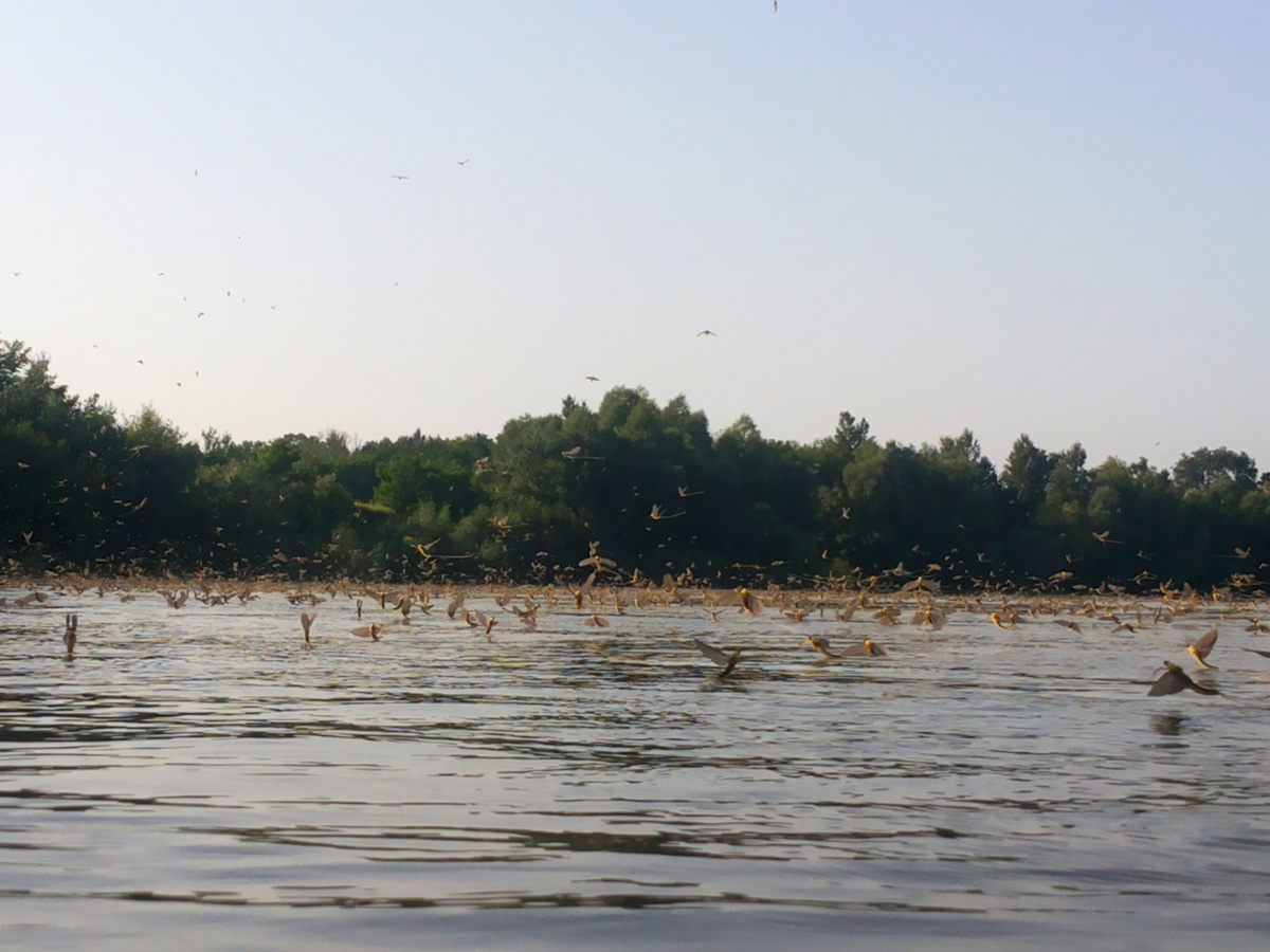 Кадры из BBC. Земля: Один потрясающий день (2017)