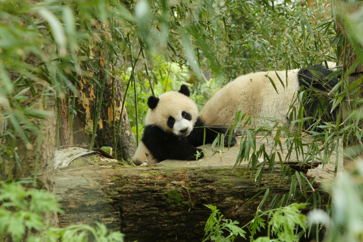 Кадры из BBC. Земля: Один потрясающий день (2017)