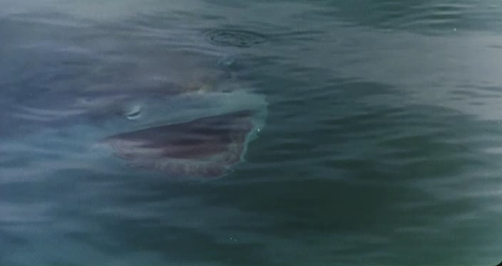 Жестокие челюсти (1995)