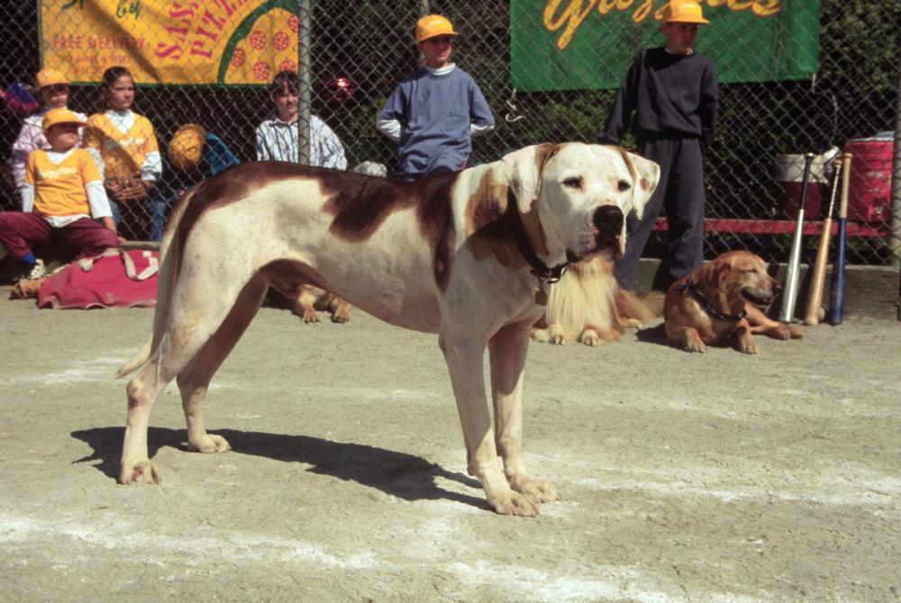 Кадры из Дорога домой 2: Затерянные в Сан-Франциско (1996)