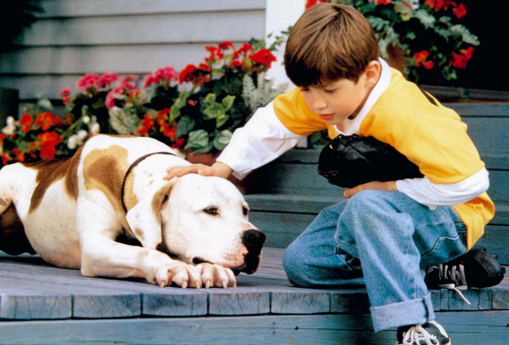 Кадры из Дорога домой 2: Затерянные в Сан-Франциско (1996)