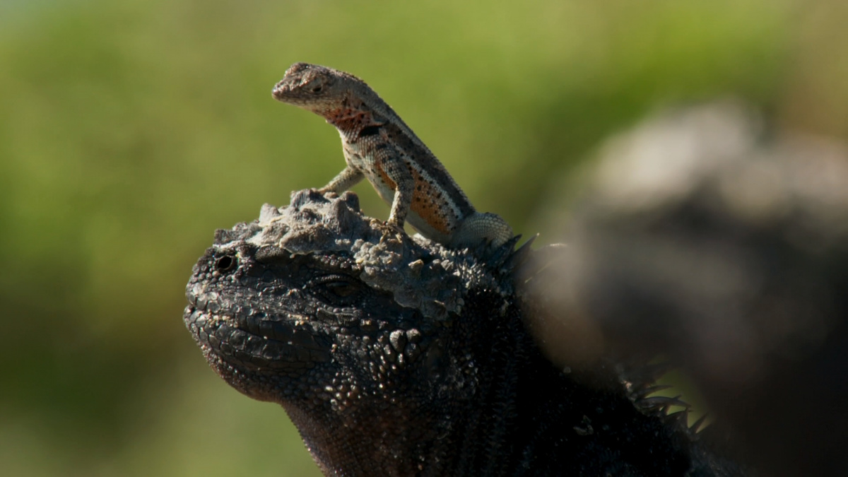 Кадры из Планета Земля 2 (2016)