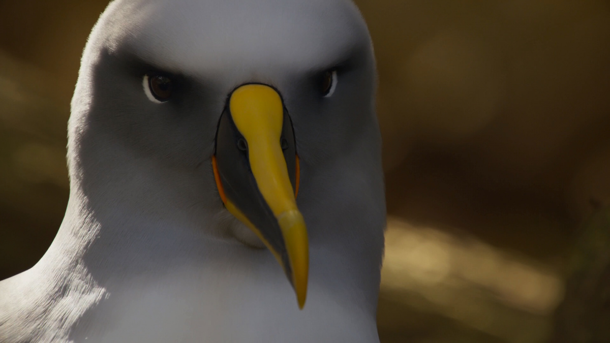 Кадры из Планета Земля 2 (2016)