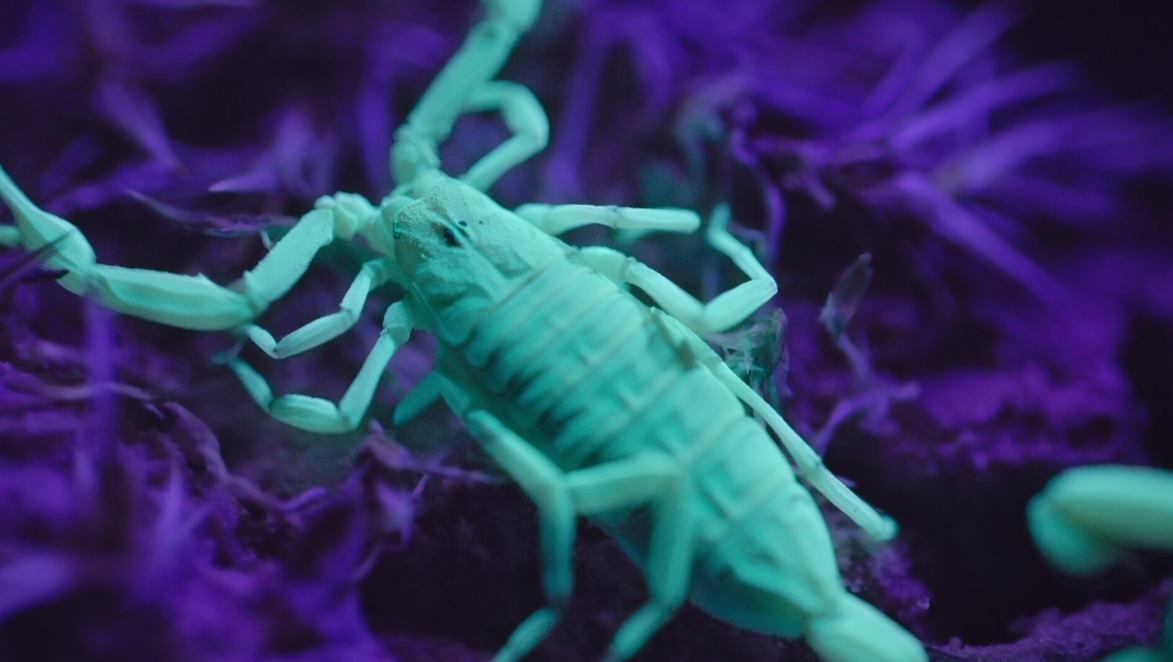 Инопланетные миры (2020) Инопланетные миры (2020)