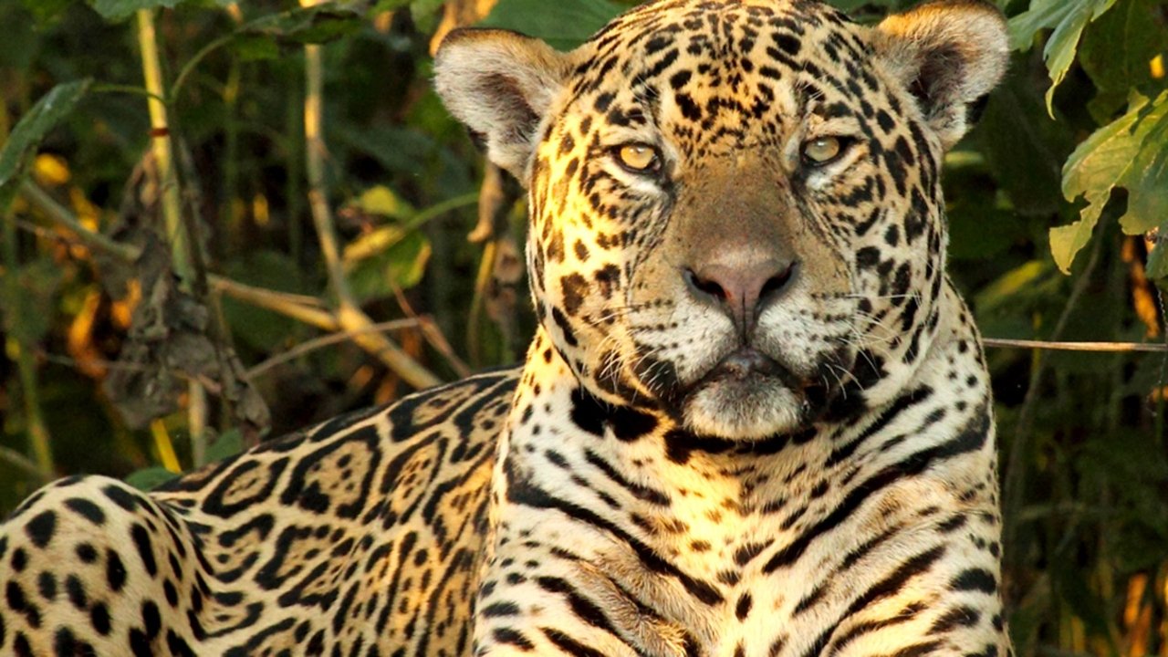 Кадры из Дикая Бразилия (2014)