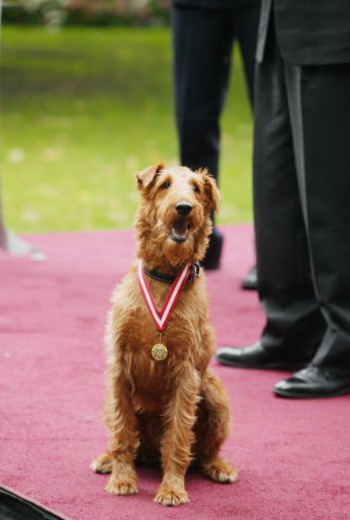 Кадры из Пожарный пес (2007)