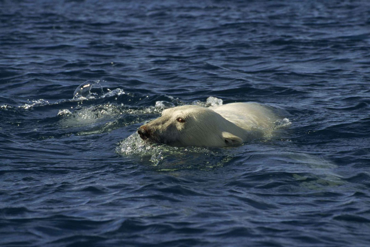 Кадры из Мишка на севере (2007)