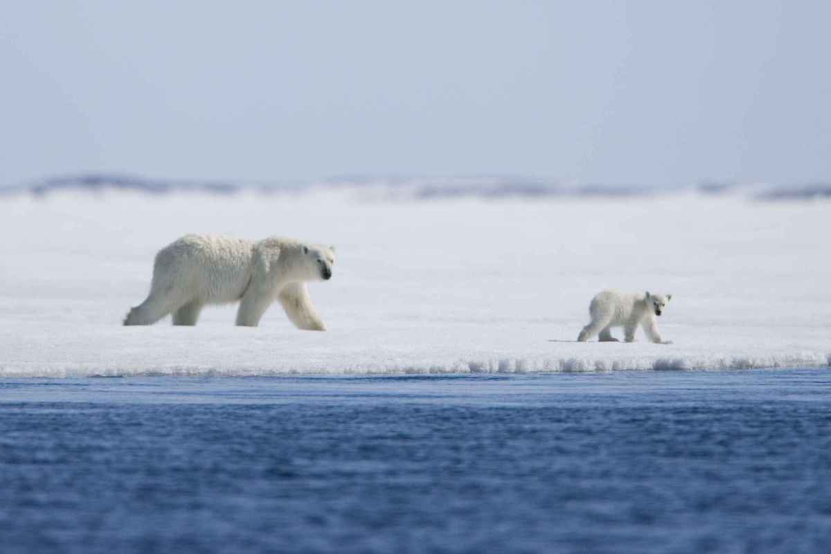 Кадры из Мишка на севере (2007)