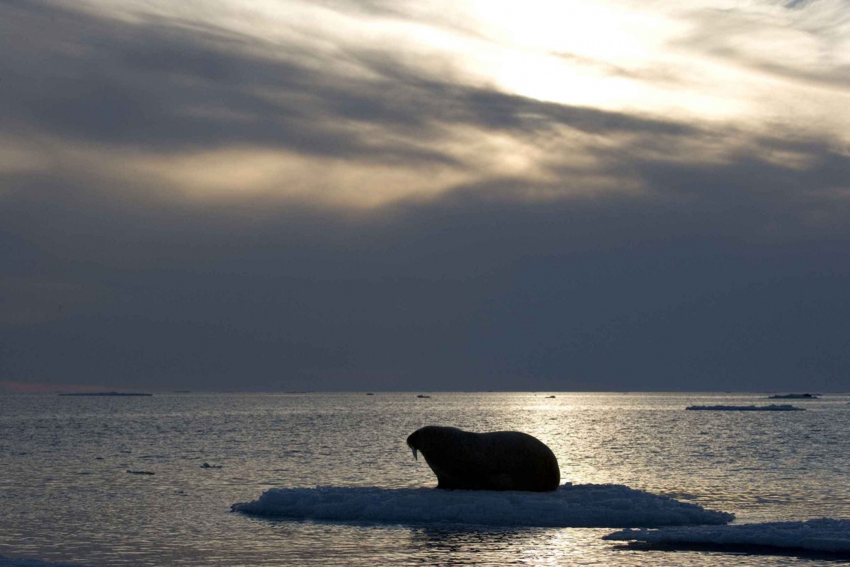 Кадры из Мишка на севере (2007)