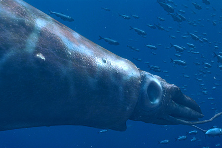 Кадры из Чудища морей 3D: Доисторическое приключение (2007)