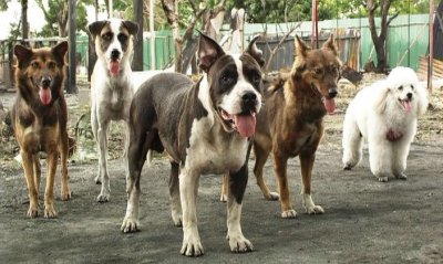 Дорожная банда «4 лапы» (2007) Дорожная банда «4 лапы» (2007)