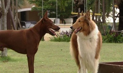 Дорожная банда «4 лапы» (2007) Дорожная банда «4 лапы» (2007)