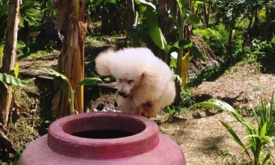 Дорожная банда «4 лапы» (2007) Дорожная банда «4 лапы» (2007)