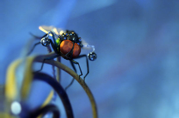 Кадры из Миссия Дарвина (2009)