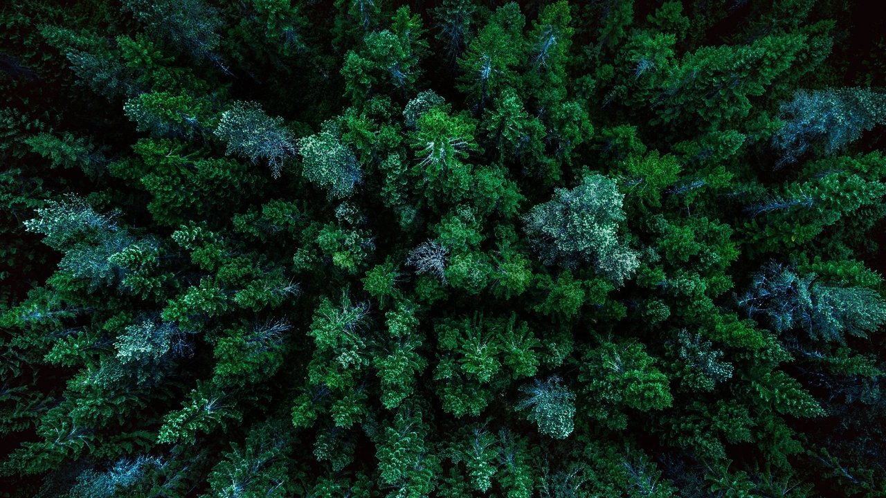 Кадры из Мир безмятежности (2020)