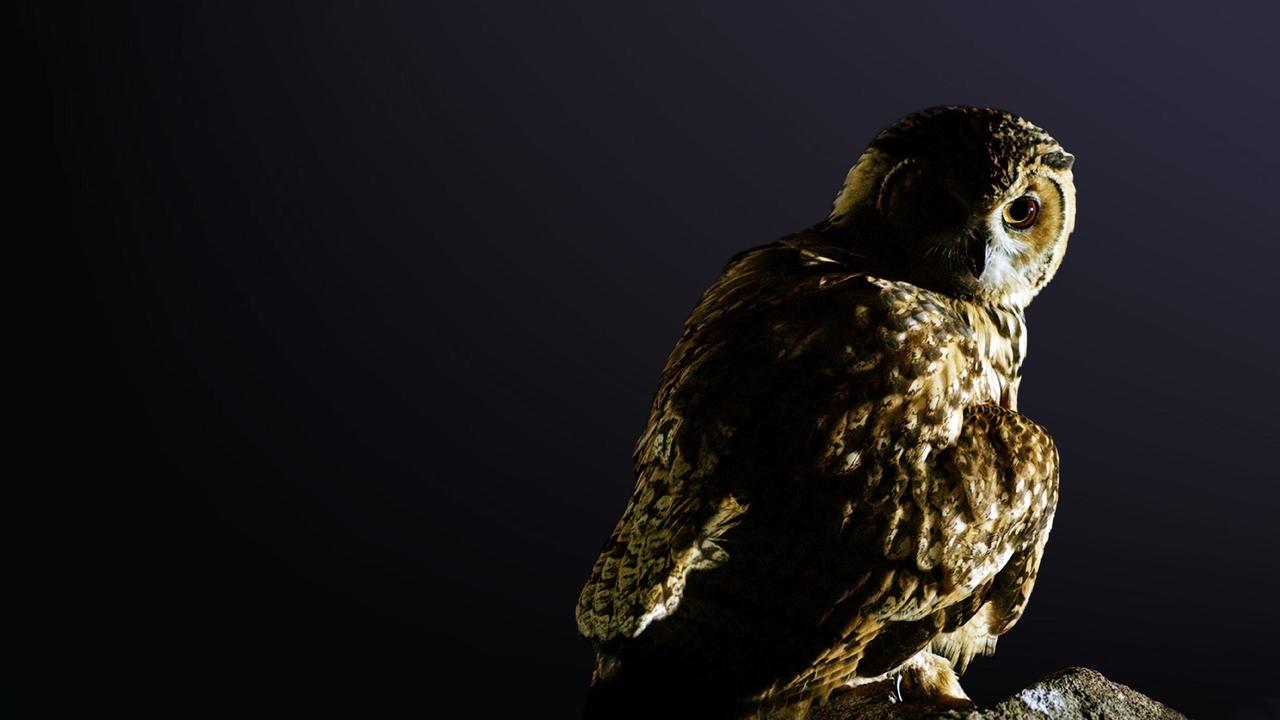 Кадры из Дожить до рассвета (2019)