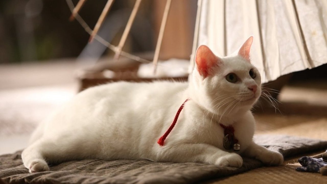 Кадры из Самурай и кошка (2013)