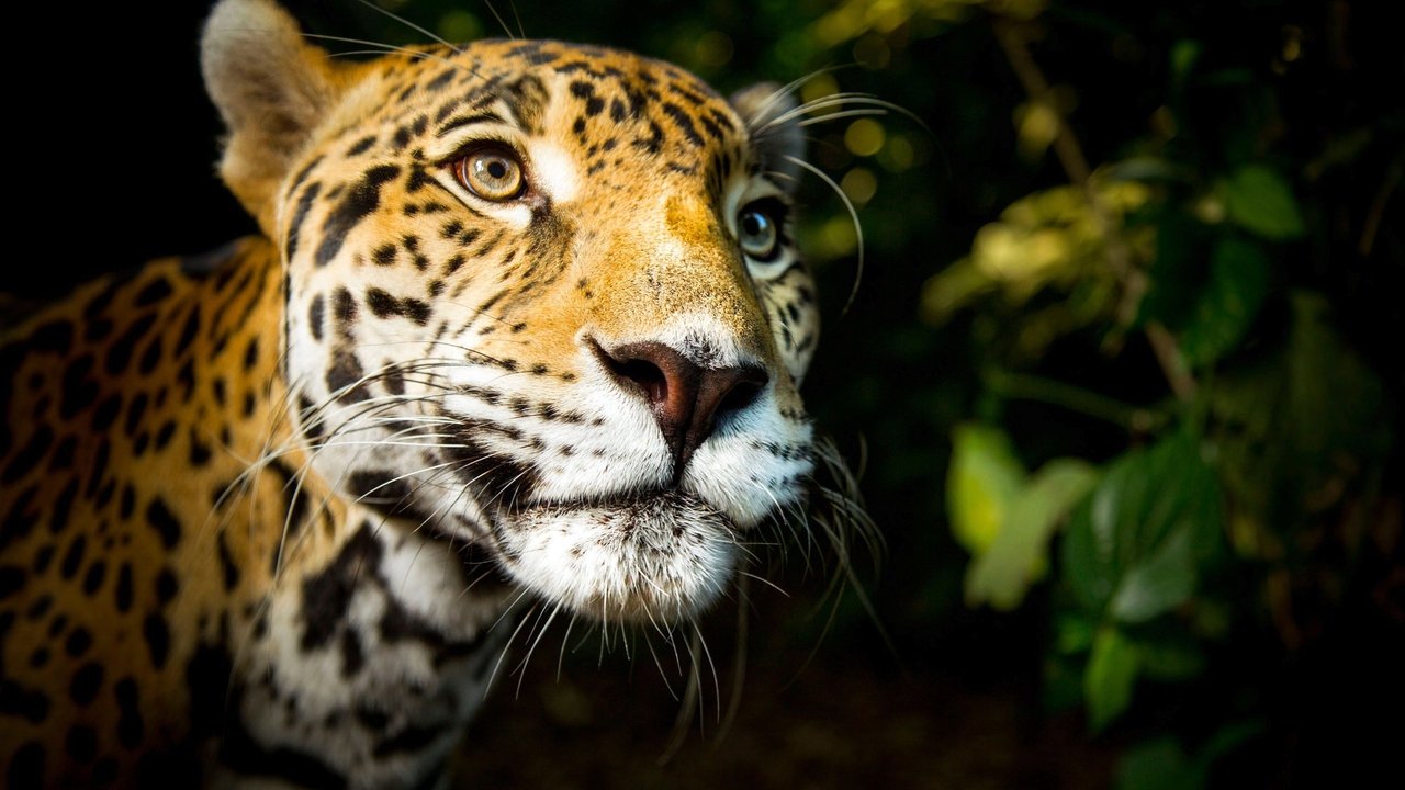 Кадры из Варг Веум: Ночью все волки серы (2011)